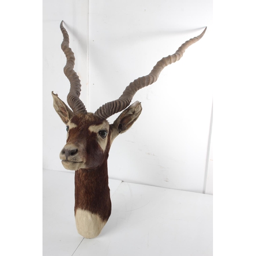 490 - An antique taxidermy Impala shoulder mount/ bust, measuring overall 33