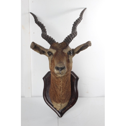 491 - An antique taxidermy Indian Blackbuck Antelope shoulder mount/ bust, overall measuring 60cm.