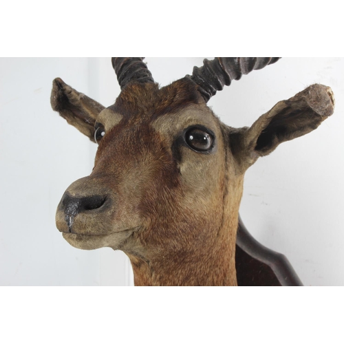 491 - An antique taxidermy Indian Blackbuck Antelope shoulder mount/ bust, overall measuring 60cm.