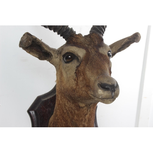 491 - An antique taxidermy Indian Blackbuck Antelope shoulder mount/ bust, overall measuring 60cm.