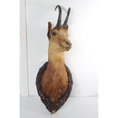 492 - An antique taxidermy Muntjac shoulder mount/ bust, overall measuring 65cm.