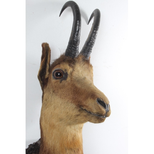 492 - An antique taxidermy Muntjac shoulder mount/ bust, overall measuring 65cm.