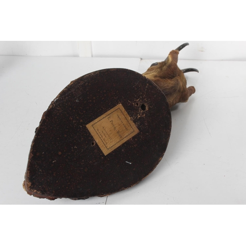 492 - An antique taxidermy Muntjac shoulder mount/ bust, overall measuring 65cm.