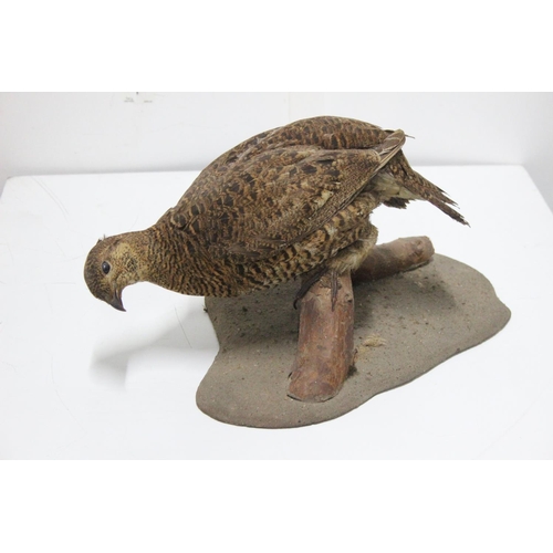 488 - A wall mounted taxidermy bird.