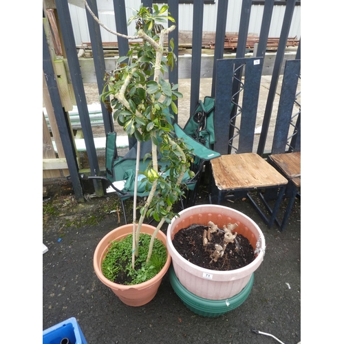 71 - Three plastic plant pots and contents.