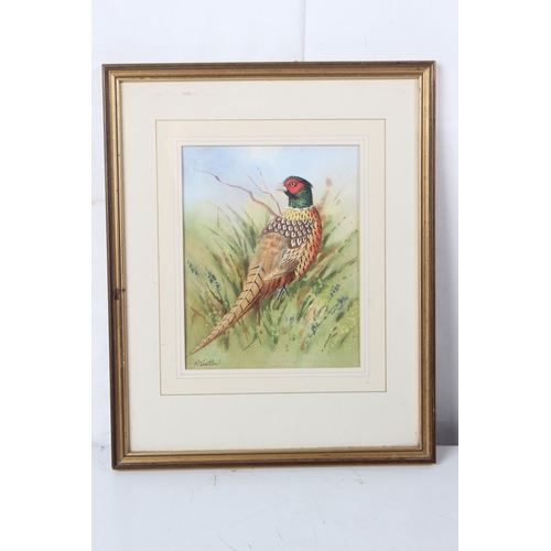 384 - A stunning gilt framed watercolour 'Pheasant' signed R Spotten.