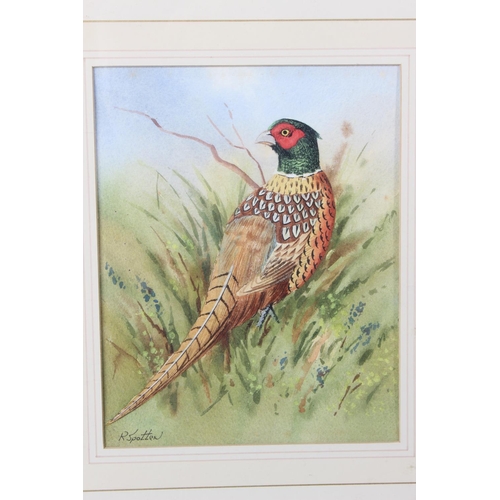 384 - A stunning gilt framed watercolour 'Pheasant' signed R Spotten.