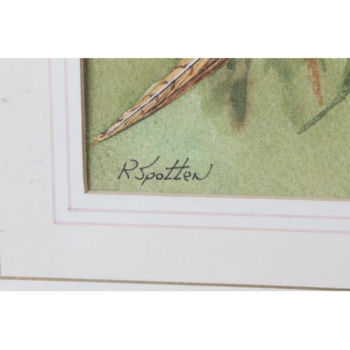 384 - A stunning gilt framed watercolour 'Pheasant' signed R Spotten.