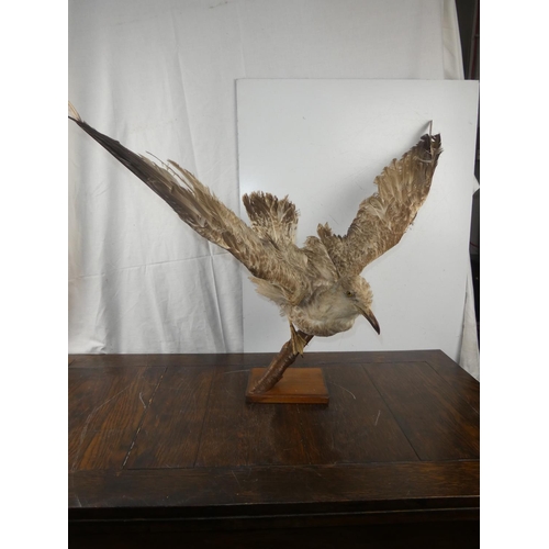 285 - A stunning taxidermy of a seagul about to take flight. WINGSPAN 80CM, HEIGHT 45CM.