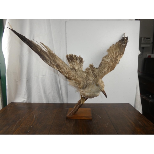 285 - A stunning taxidermy of a seagul about to take flight. WINGSPAN 80CM, HEIGHT 45CM.