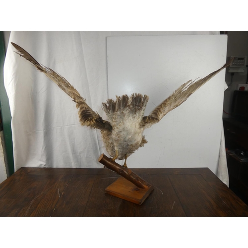 285 - A stunning taxidermy of a seagul about to take flight. WINGSPAN 80CM, HEIGHT 45CM.