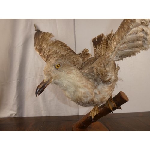 285 - A stunning taxidermy of a seagul about to take flight. WINGSPAN 80CM, HEIGHT 45CM.