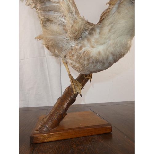 285 - A stunning taxidermy of a seagul about to take flight. WINGSPAN 80CM, HEIGHT 45CM.