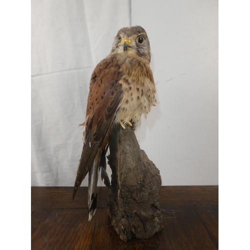 340 - A stunning taxidermy of a kestrel. 30CM TALL.