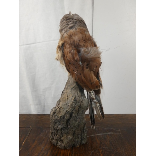 340 - A stunning taxidermy of a kestrel. 30CM TALL.