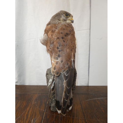 340 - A stunning taxidermy of a kestrel. 30CM TALL.