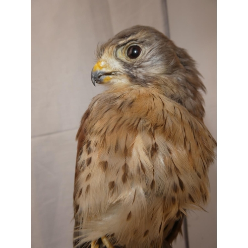 340 - A stunning taxidermy of a kestrel. 30CM TALL.