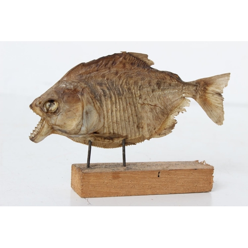 92 - A taxidermy 'Piranha' fish mounted on a wooden base, measuring 7cm height.