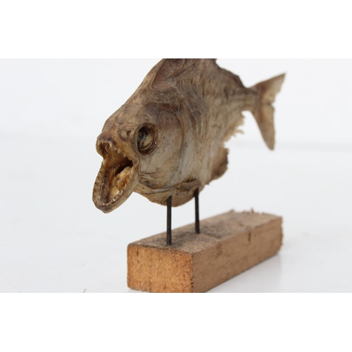 92 - A taxidermy 'Piranha' fish mounted on a wooden base, measuring 7cm height.