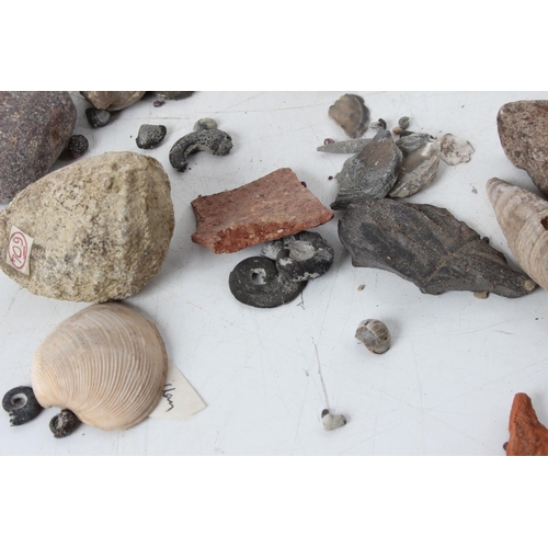 187 - An assorted lot of various fossils & mineral samples.