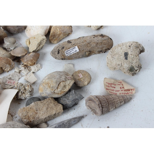 189 - An assorted lot of various fossils & mineral samples.