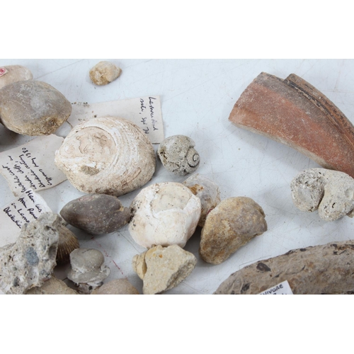 189 - An assorted lot of various fossils & mineral samples.