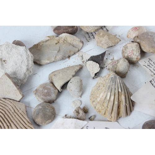 189 - An assorted lot of various fossils & mineral samples.