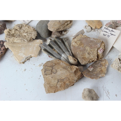 189 - An assorted lot of various fossils & mineral samples.