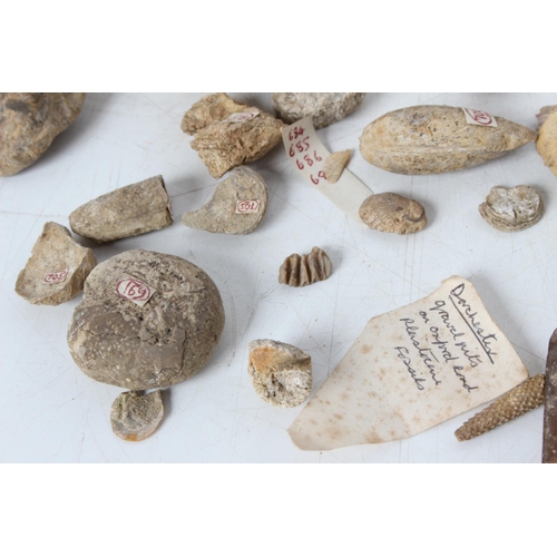 190 - An assorted lot of various fossils & mineral samples.