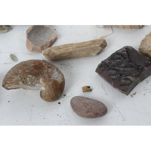 191 - An assorted lot of various fossils & mineral samples.