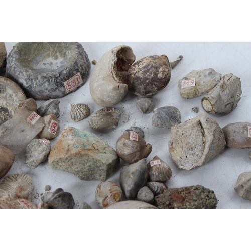 192 - An assorted lot of various fossils & mineral samples.