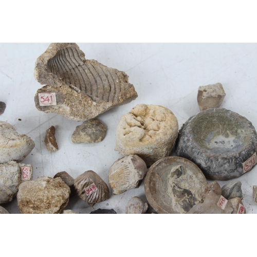 192 - An assorted lot of various fossils & mineral samples.