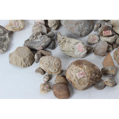 192 - An assorted lot of various fossils & mineral samples.