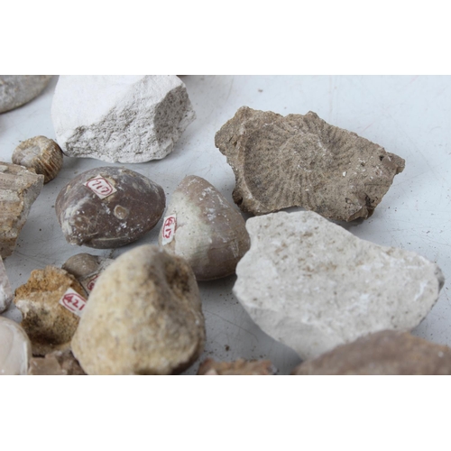 193 - An assorted lot of various fossils & mineral samples.