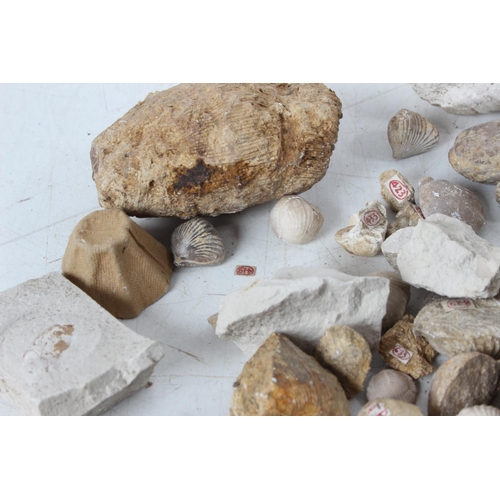 193 - An assorted lot of various fossils & mineral samples.