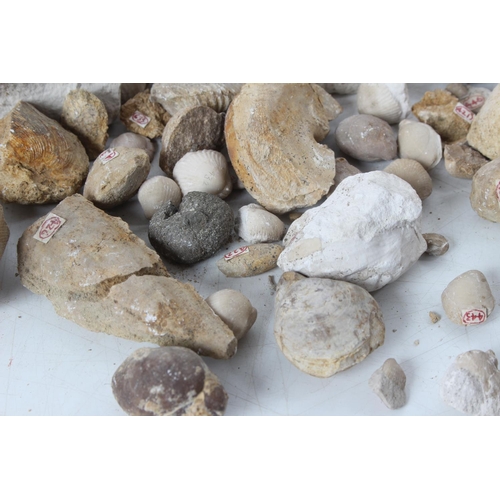 193 - An assorted lot of various fossils & mineral samples.