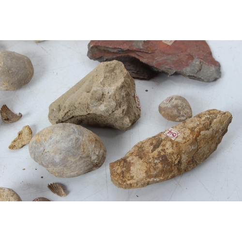 194 - An assorted lot of various fossils & mineral samples.