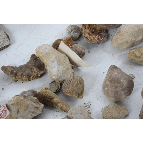 199 - An assorted lot of various fossils & mineral samples.