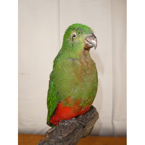 204 - A taxidermy parrot.