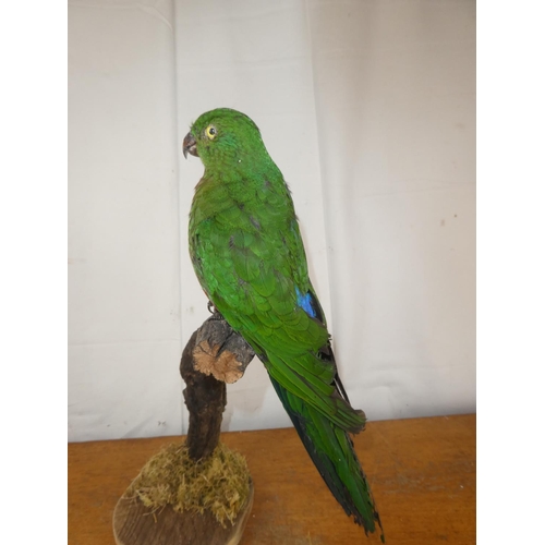 204 - A taxidermy parrot.