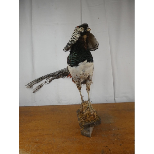 205 - A taxidermy Golden Crested Pheasant.