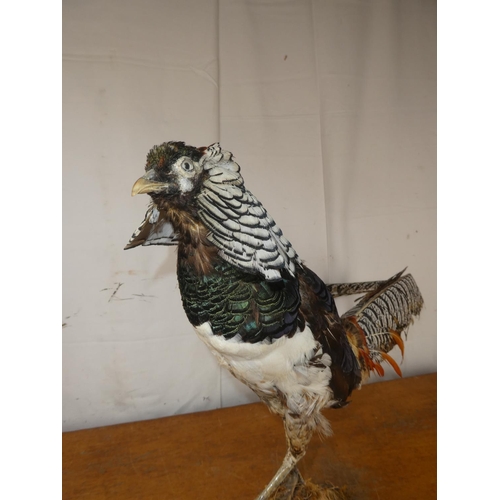 205 - A taxidermy Golden Crested Pheasant.