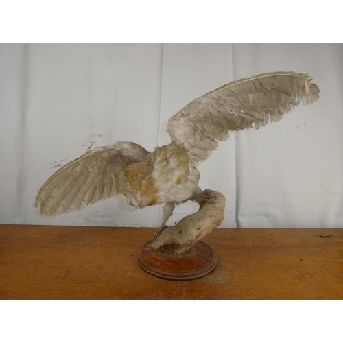 206 - A taxidermy Barn Owl.