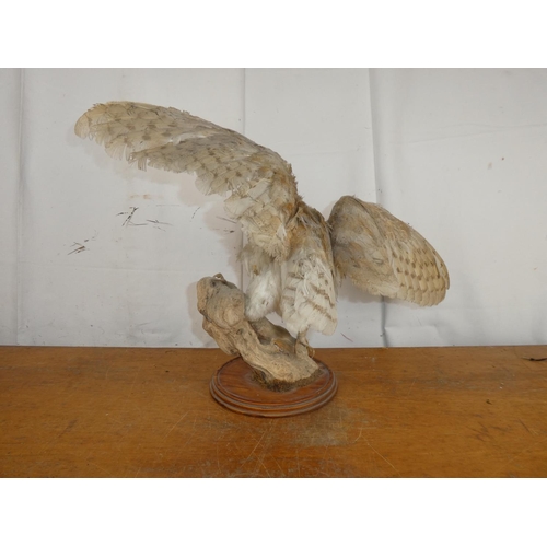 206 - A taxidermy Barn Owl.