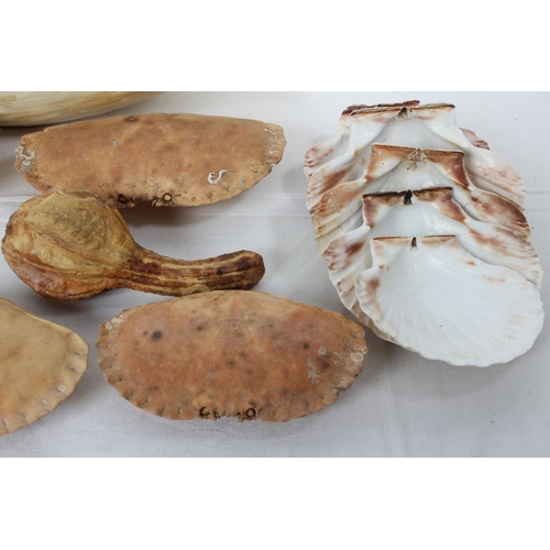 A large ornamental shell measuring 21