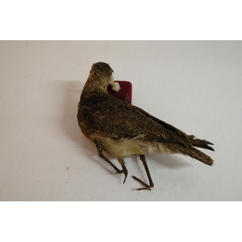 306 - A taxidermy bird (in need of restoration)