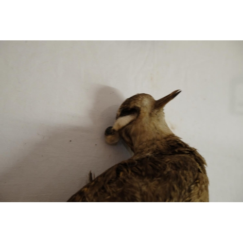 306 - A taxidermy bird (in need of restoration)