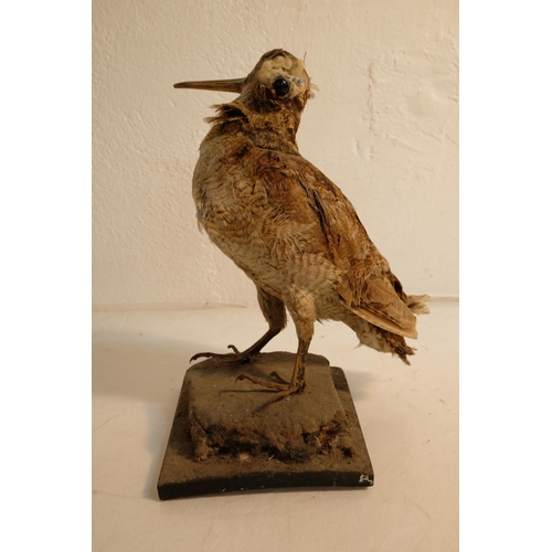 61 - A taxidermy bird.