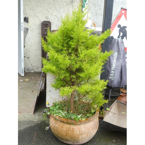 265 - A large terracotta planter with tree.