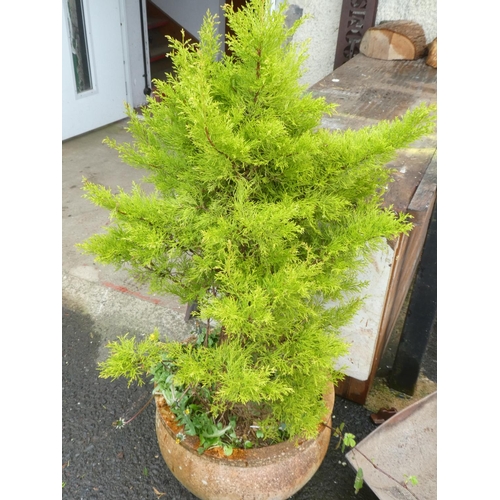 265 - A large terracotta planter with tree.